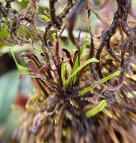 Mountain Snailfern