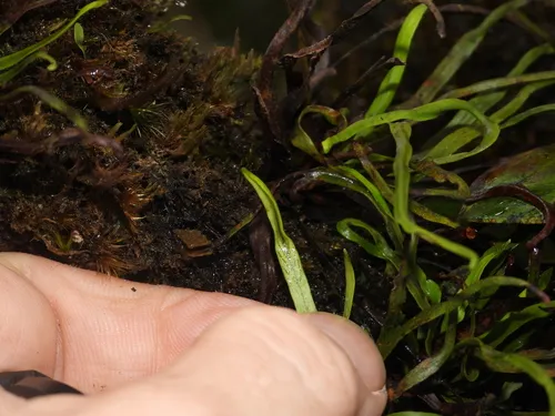 Tree Snailfern