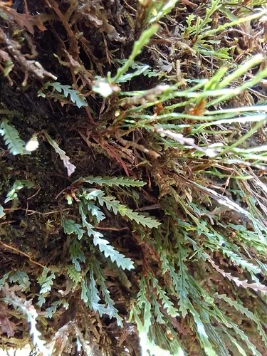 Toothed Snailfern