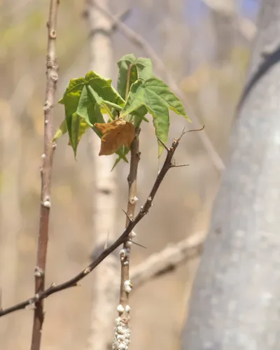 Silk Cottontree