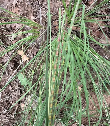 Cylinder Jointtail Grass