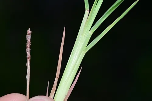 Wrinkled Jointtail Grass