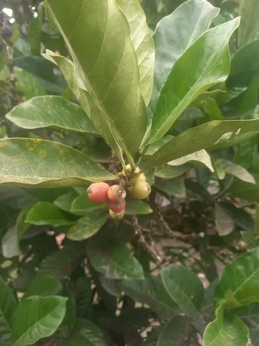 Liberian Coffee