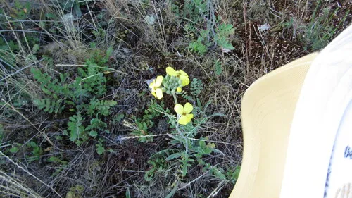 Star-mustard (subsp. recurvata) — photo by Killian R