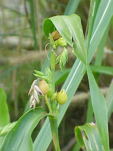 Job's Tears — photo by Wikimedia Commons