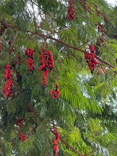 Wild Tamarind