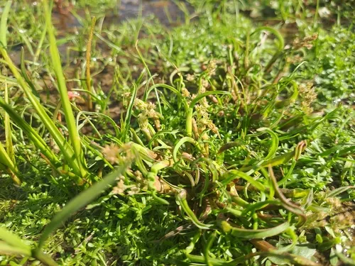 Mossgrass — photo by jokbrocks