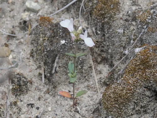 White Blue Eyed Mary (var. stricta) — photo by James Maughn