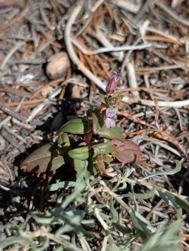 Desertmountain Blue Eyed Mary