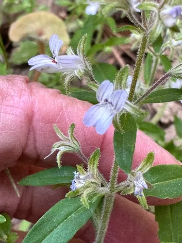 Child's Blue Eyed Mary