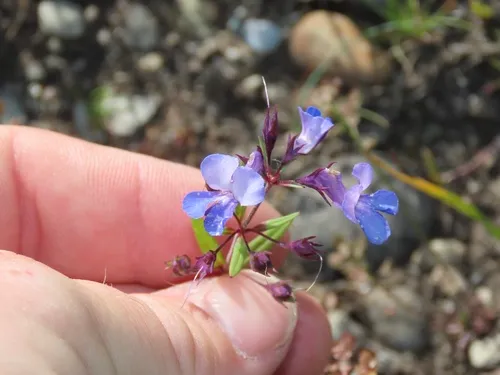 Giant Blue Eyed Mary