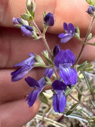 Greene's Blue Eyed Mary