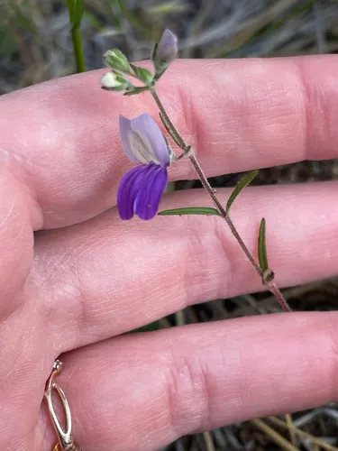 Narrowleaf Blue Eyed Mary — photo by Joanna W. Greenwood