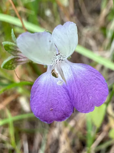 San Francisco Blue Eyed Mary — photo by Eva H.