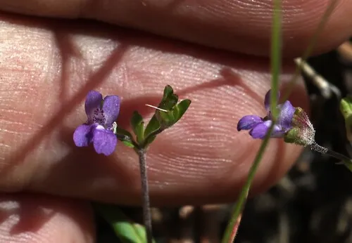 Parry's Blue Eyed Mary — photo by nmoorhatch