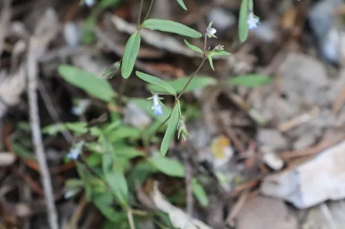 Maiden Blue Eyed Mary