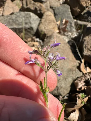 Sticky Blue Eyed Mary — photo by Kieran Hanrahan