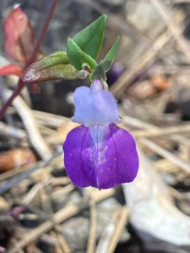 Spinster's Blue Eyed Mary (var. bruceae) — photo by dday81