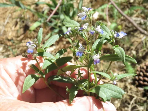 Torrey's Blue Eyed Mary (var. brevicarinata) — photo by Mickey Long