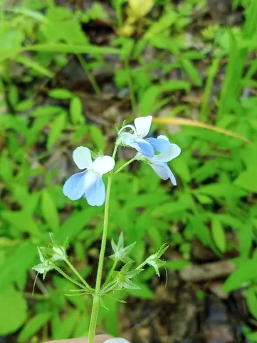 Spring Blue Eyed Mary — photo by into_the_out_there