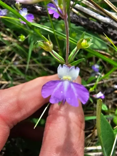 Violet Blue Eyed Mary — photo by Kevin Firth