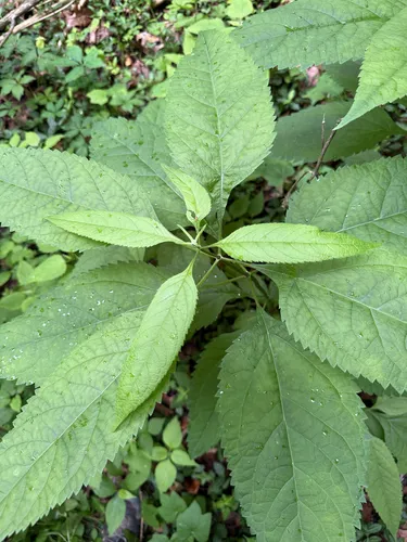 Richweed