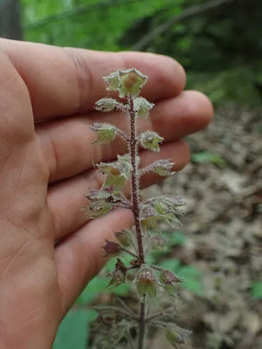 Stoneroot — photo by Evan M. Raskin