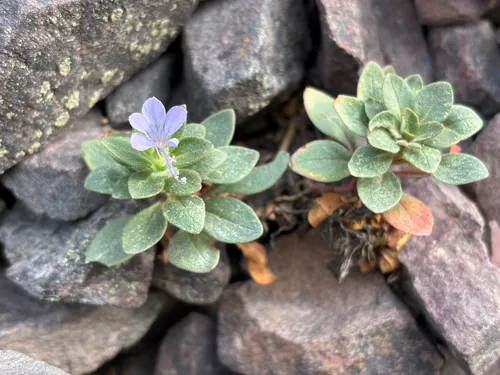 Alpine Collomia
