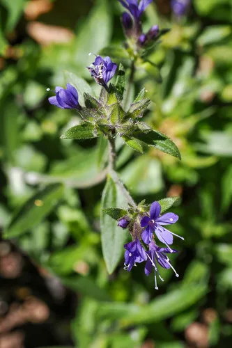 Mt. Mazama Collomia