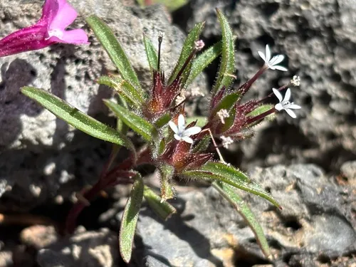 Staining Collomia — photo by Damon Tighe