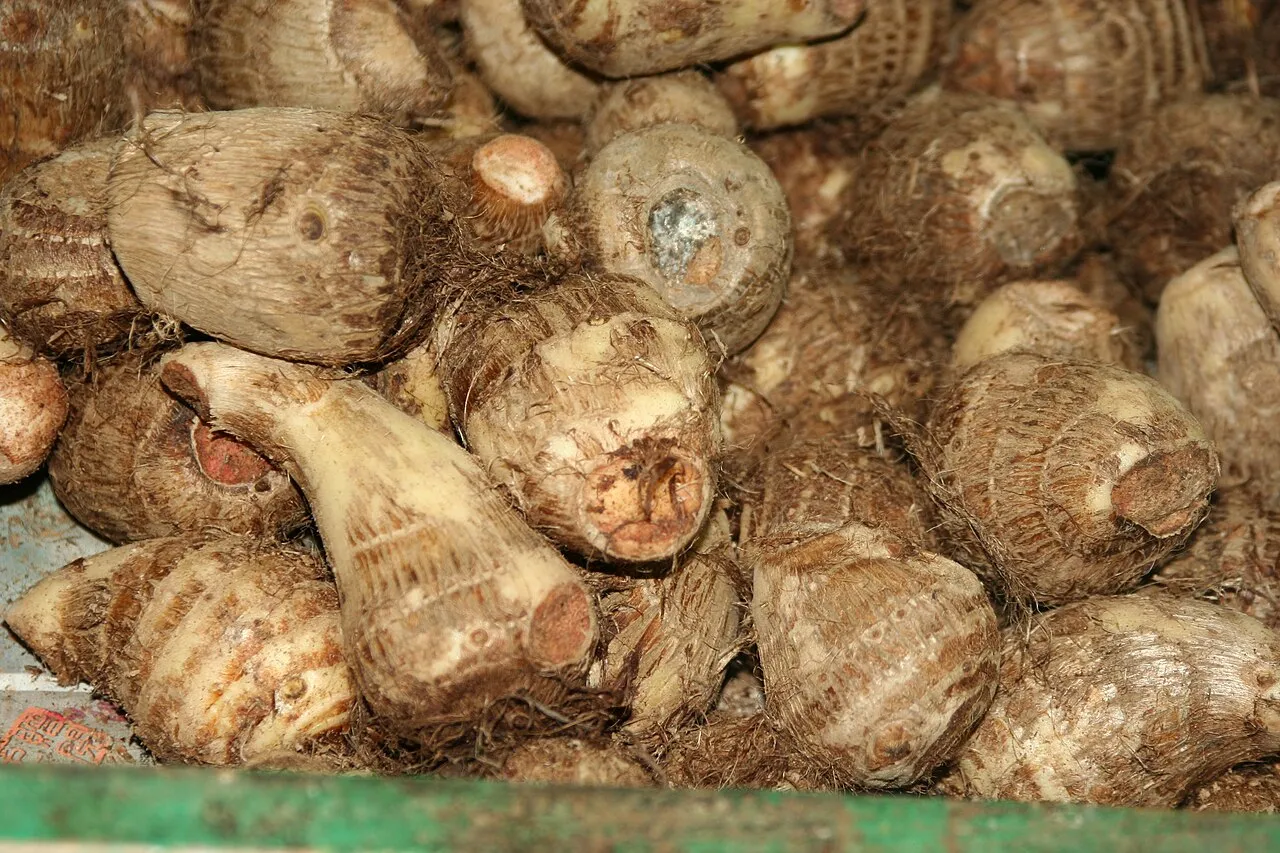 Coco Yam (var. antiquorum) — photo by ChildofMidnight at en.wikipedia