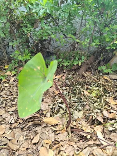 Coco Yam (var. esculenta) — photo by Seth Smit