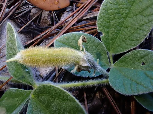 Lemmon's Cologania