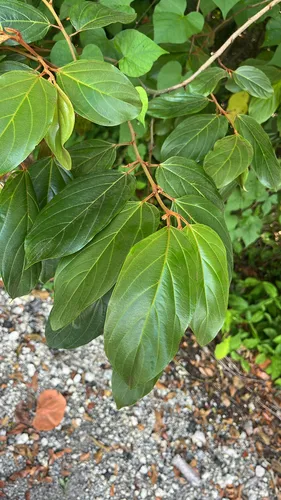 Greenheart