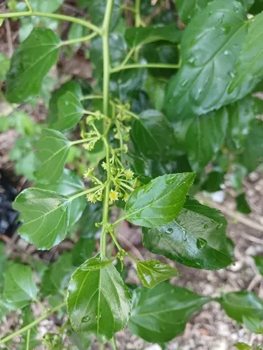 Asian Nakedwood