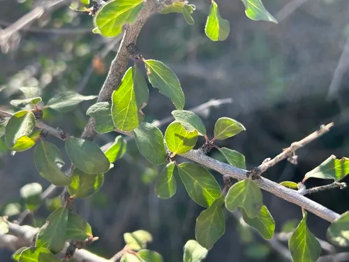 Las Animas Nakedwood
