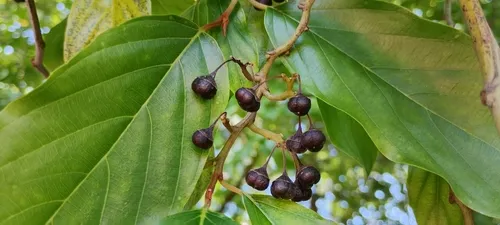 Glandular Nakedwood