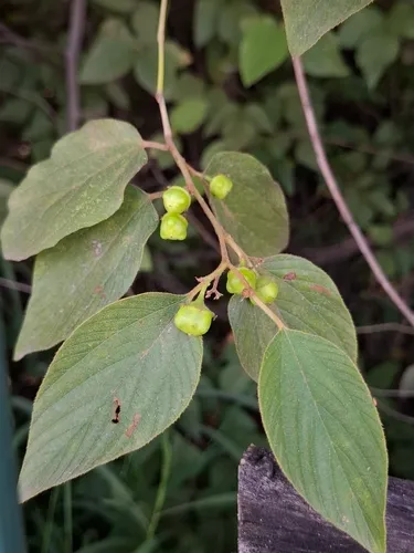 Sierra Nakedwood — photo by E. Tadeo Hernández Almanza
