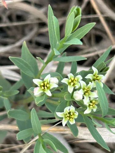 Bastard Toadflax — photo by Bones Whittaker