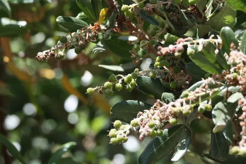 Summer Holly — photo by David Rankin