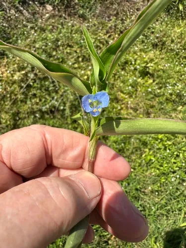 Carolina Dayflower — photo by jim_keesling