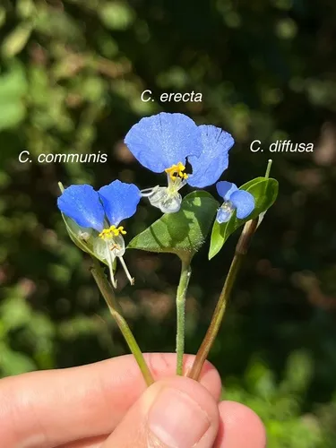 Asiatic Dayflower