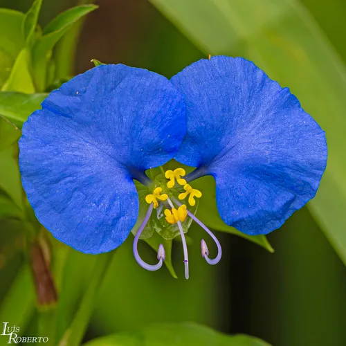 Whitemouth Dayflower