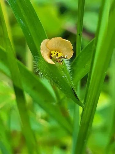 African Dayflower