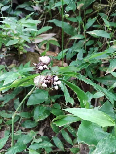 Cojite Blanco