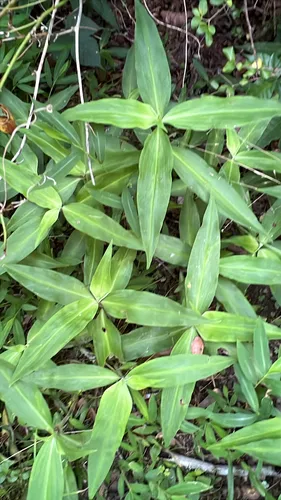 Virginia Dayflower