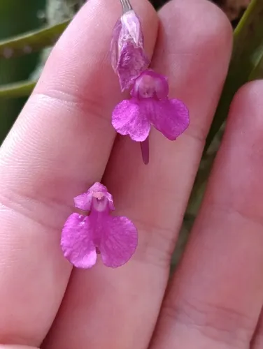 Snail Orchid — photo by Jose Santiago
