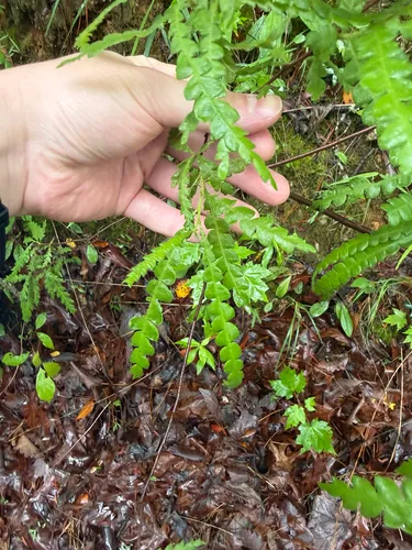 Sweet Fern — photo by kombucha_hands