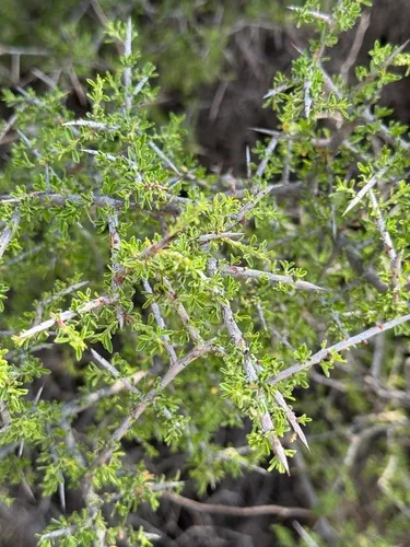 Javelina Bush