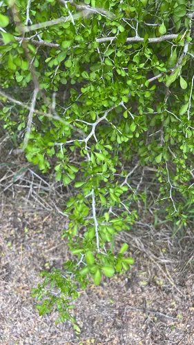 Brazilian Bluewood — photo by Kristen E.